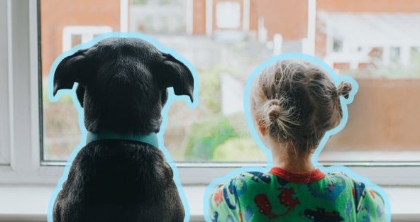 Back view of a Black dog and a little girl looking outside the window